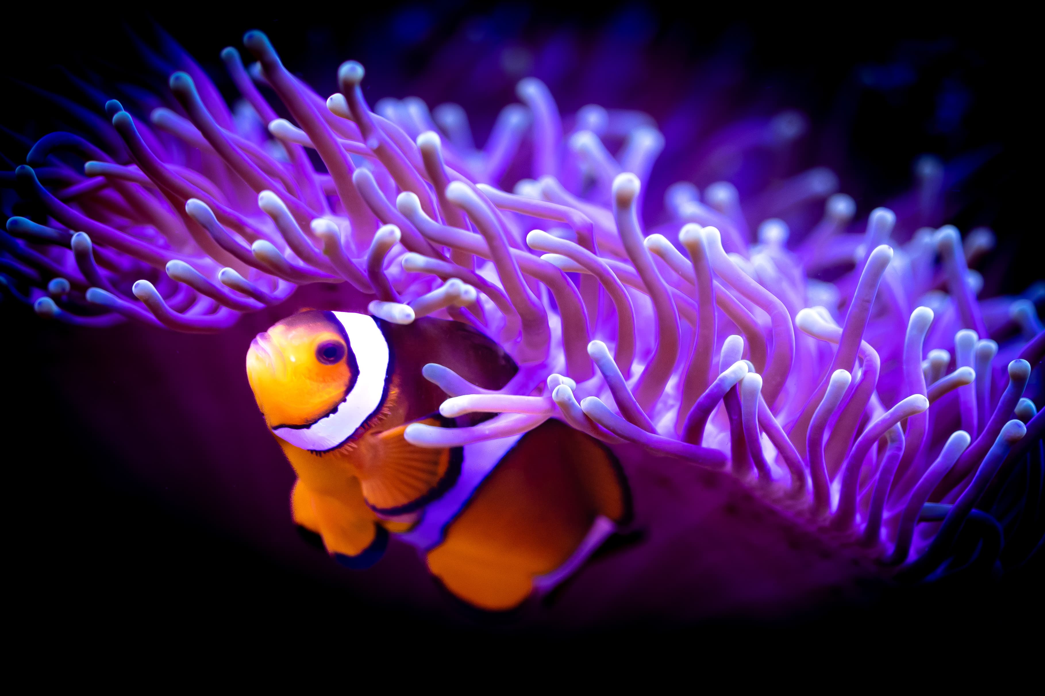 Photo by Thorsten Schminkel